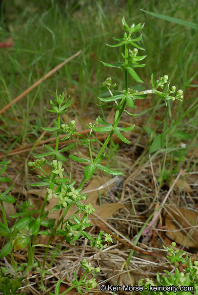 Image of graceful bedstraw