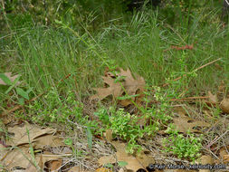 Image of graceful bedstraw