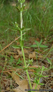 Image of graceful bedstraw