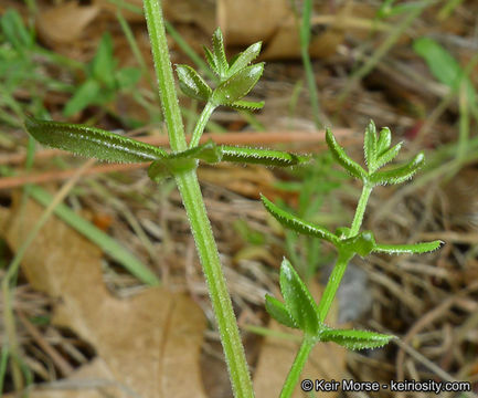 Plancia ëd Galium porrigens Dempster