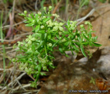 Image of graceful bedstraw