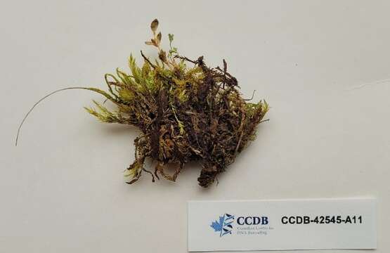 Image of brachythecium moss