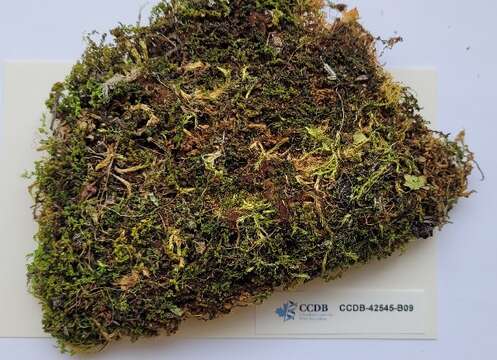 Image of plagiomnium moss