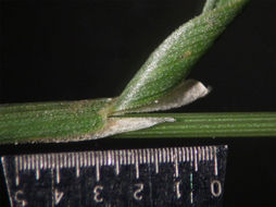 Слика од Agrostis lacuna-vernalis P. M. Peterson & Soreng