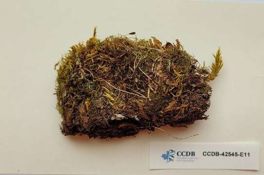 Image of mnium calcareous moss