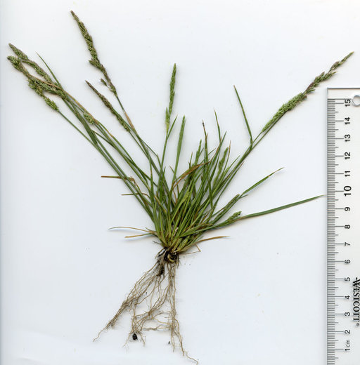 Слика од Agrostis lacuna-vernalis P. M. Peterson & Soreng