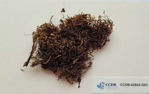 Image of scorpidium moss