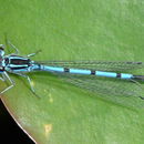 Imagem de Coenagrion puella (Linnaeus 1758)