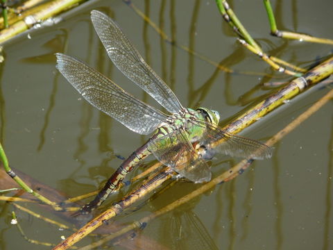 Image of Blue Emperor