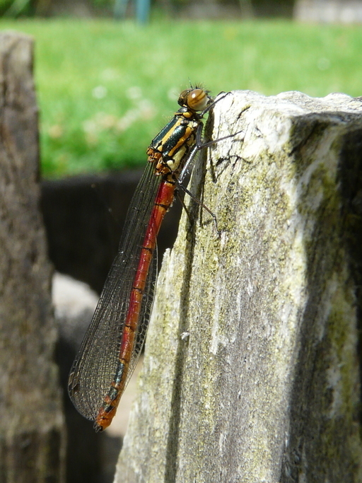 Image of Large Red Damsel