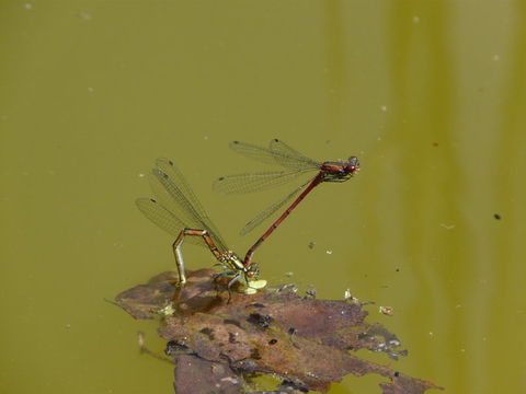 Image of Large Red Damsel