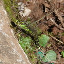 Image of Blue Hawker