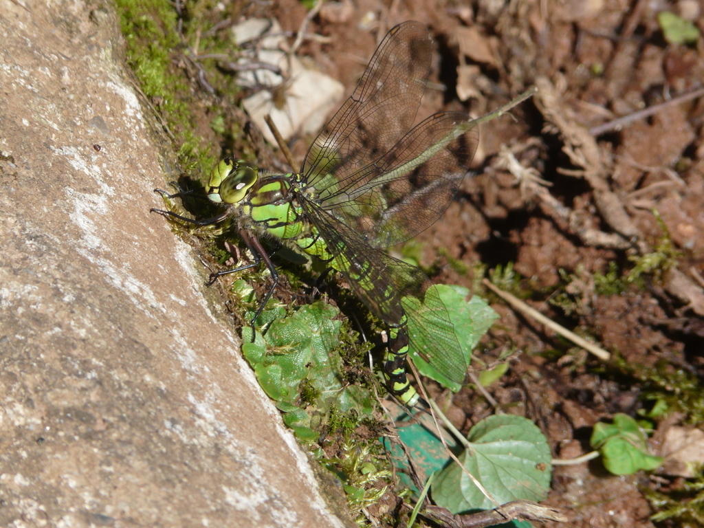 Image of Blue Hawker