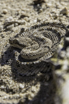 Image of Sidewinder Rattlesnake