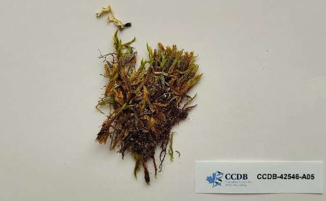 Image of True Mosses