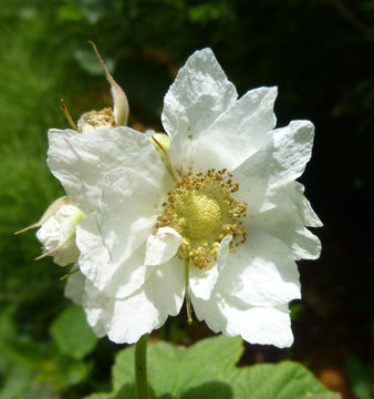 Image of thimbleberry