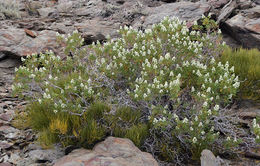 Chamaebatiaria millefolium (Torr.) Maxim. resmi