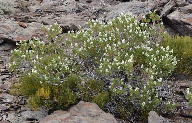 Sivun Chamaebatiaria millefolium (Torr.) Maxim. kuva