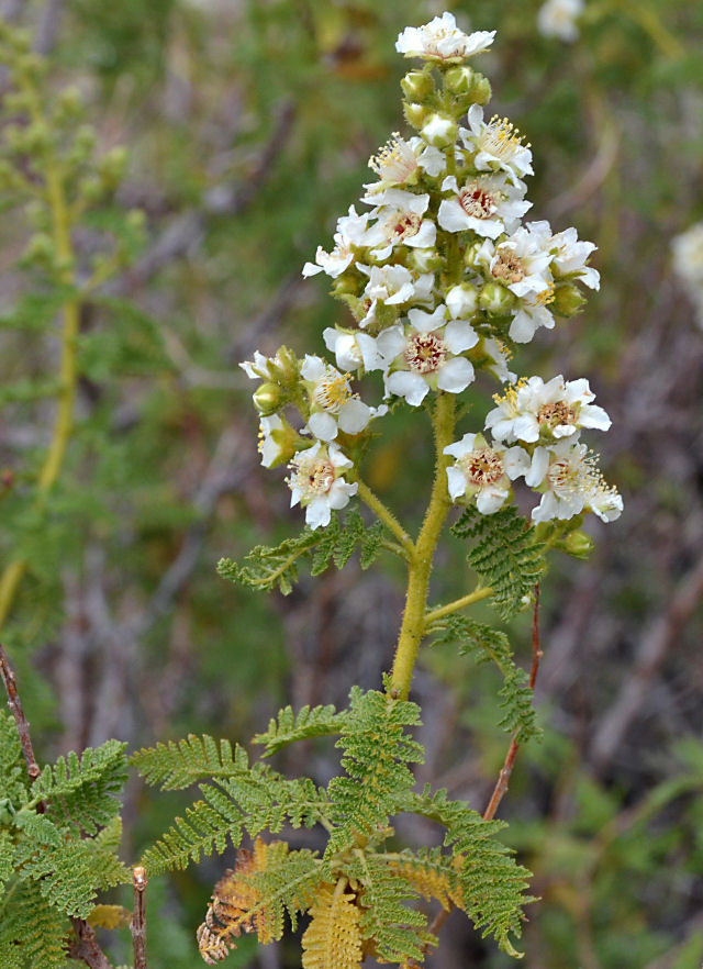 Sivun Chamaebatiaria millefolium (Torr.) Maxim. kuva