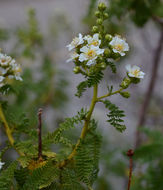 Chamaebatiaria millefolium (Torr.) Maxim. resmi