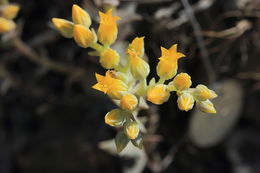 Plancia ëd Dudleya cymosa subsp. agourensis K. M. Nakai