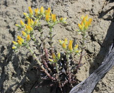 Plancia ëd Dudleya cymosa subsp. agourensis K. M. Nakai