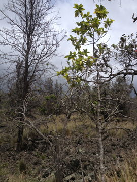 Image of Lanai colicwood