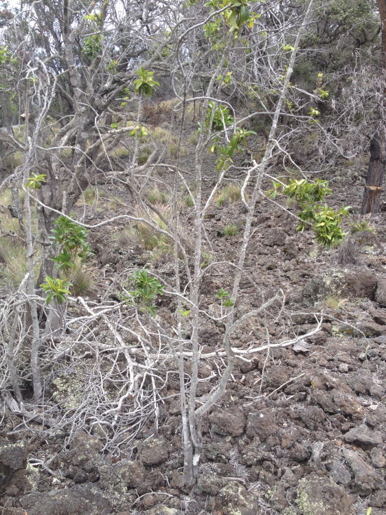 Image of Lanai colicwood