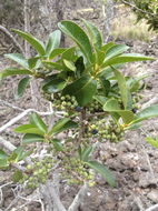 Image of Lanai colicwood