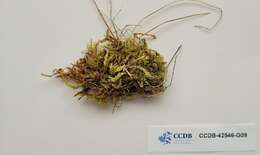 Image of brachythecium moss