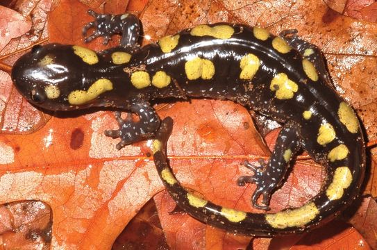 Слика од Ambystoma maculatum (Shaw 1802)