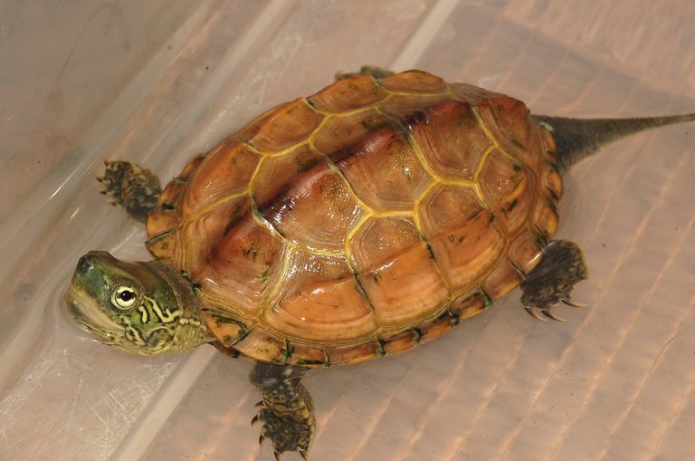 Image of Chinese Pond Turtle