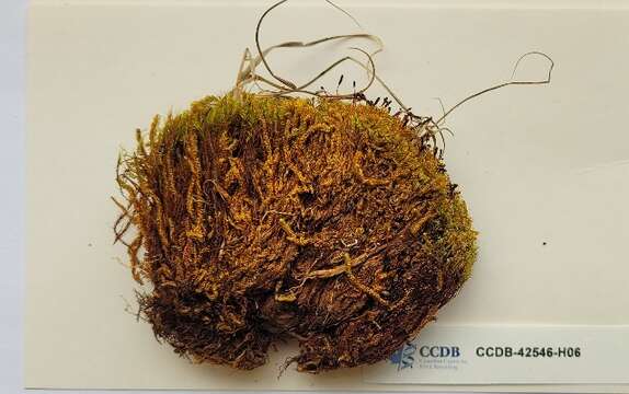 Image of nitrogen moss