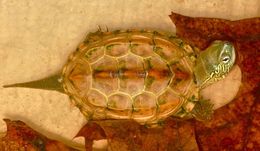 Image of Chinese Pond Turtle