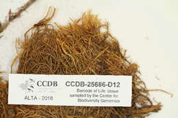 Image of drepanocladus moss