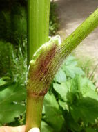 Image of common cowparsnip