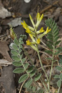 Image of Astragalus hartmanii Rydb.