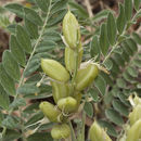 Image of Astragalus hartmanii Rydb.