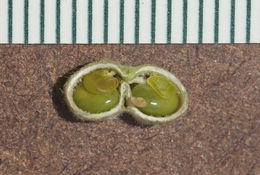 Imagem de Astragalus mollissimus var. earlei (Greene ex Rydb.) Tidestrom