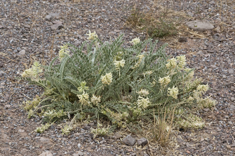 صورة Astragalus mollissimus var. earlei (Greene ex Rydb.) Tidestrom