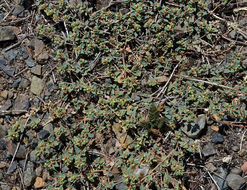 صورة <i>Euphorbia <i>ocellata</i></i> ssp. ocellata