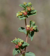 صورة <i>Euphorbia <i>ocellata</i></i> ssp. ocellata