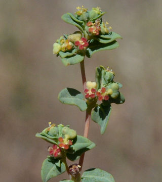 Image of <i>Euphorbia <i>ocellata</i></i> ssp. ocellata