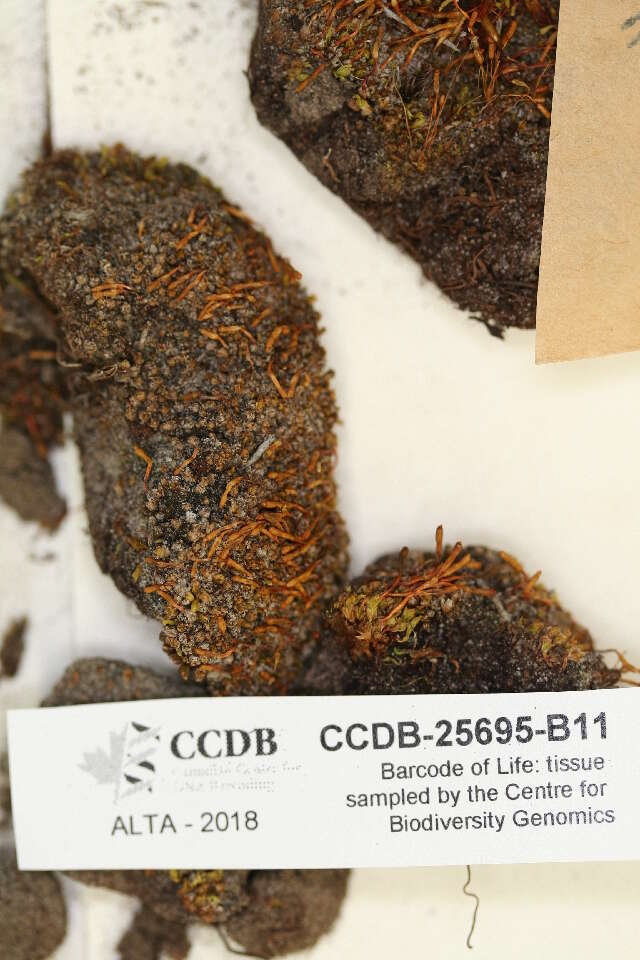Image of dung-moss family