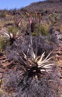 Image of Clanwilliam Aloe