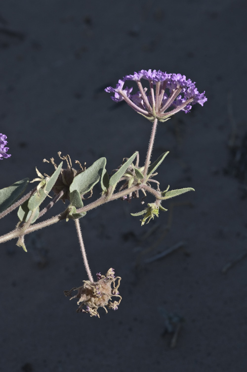 Image of purple sand verbena