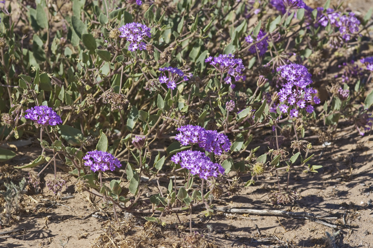 Image of purple sand verbena