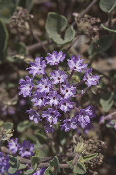 Image of purple sand verbena