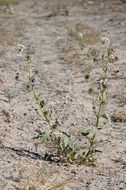 Image of snowball sand verbena