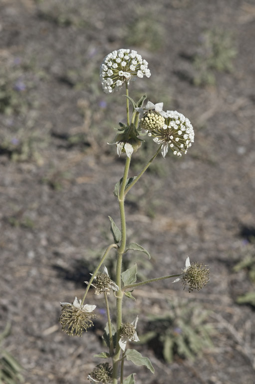 Image of snowball sand verbena